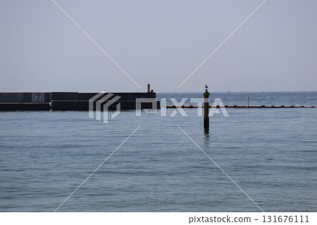 藍色海面、堆上的鳥、碼頭和天空的景觀 131676111