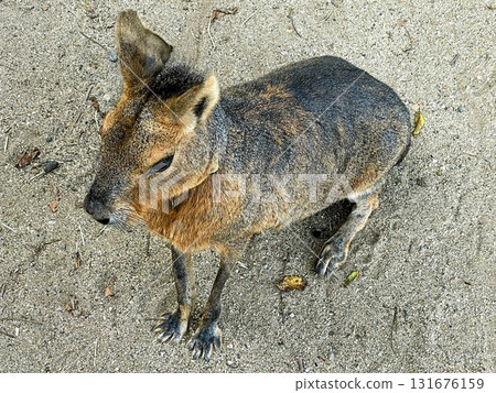 瑪拉在散步 瑪拉在散步 131676159