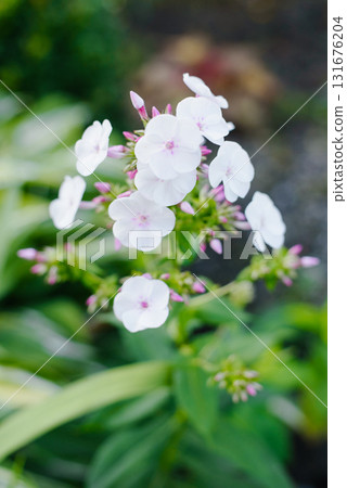 White And Pink Phlox Seedling In Bloom White And Pink Phlox Seedling In Bloom 131676204