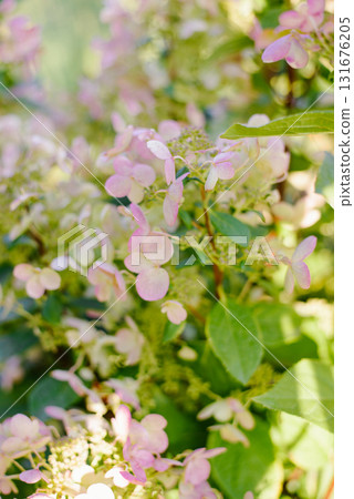 Hydrangea Wims Red with Soft Pink Tones 131676205