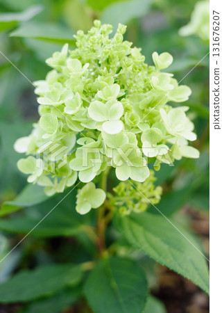 Bonfaire Panicle Hydrangea Bush With Budding Flowers 131676207