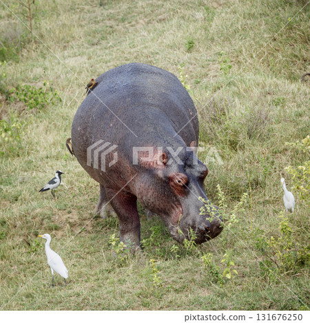 Hippopotamus in Greater Kruger National park, South Africa 131676250