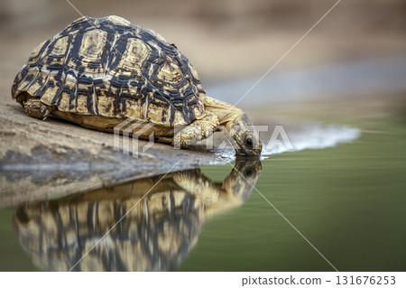 Leopard tortoise in Greater Kruger National park, South Africa 131676253