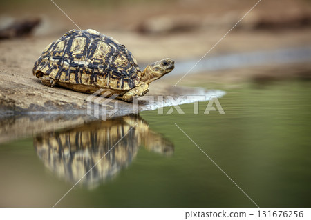 Leopard tortoise in Greater Kruger National park, South Africa Leopard tortoise in Greater Kruger National park, South Africa 131676256