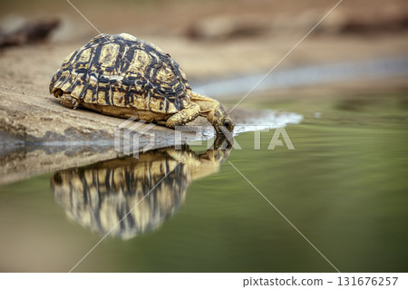 Leopard tortoise in Greater Kruger National park, South Africa Leopard tortoise in Greater Kruger National park, South Africa 131676257