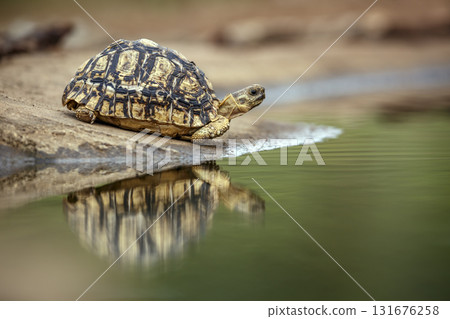 Leopard tortoise in Greater Kruger National park, South Africa 131676258