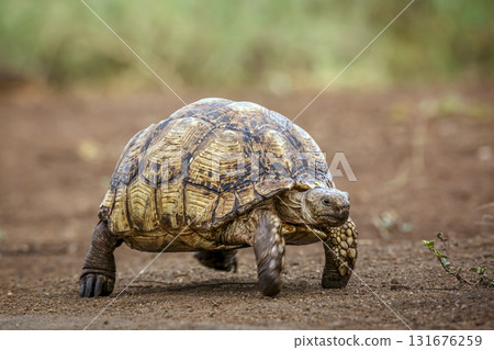 Leopard tortoise in Greater Kruger National park, South Africa 131676259