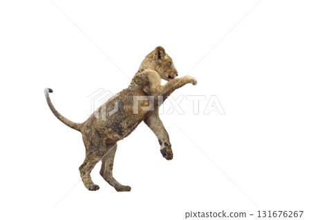 African lion in Kruger National park, South Africa 131676267