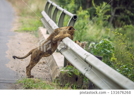 African lion in Kruger National park, South Africa African lion in Kruger National park, South Africa 131676268