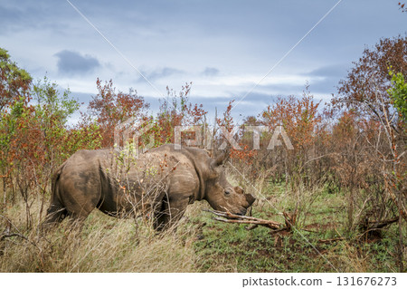 Southern white rhinoceros in Greater Kruger National park, South Africa Southern white rhinoceros in Greater Kruger National park, South Africa 131676273
