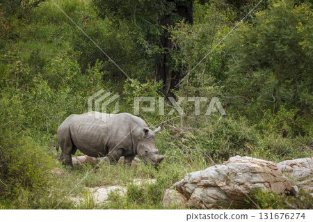 Southern white rhinoceros in Greater Kruger National park, South Africa 131676274