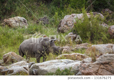Southern white rhinoceros in Greater Kruger National park, South Africa 131676275