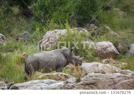 Southern white rhinoceros in Greater Kruger National park, South Africa 131676276