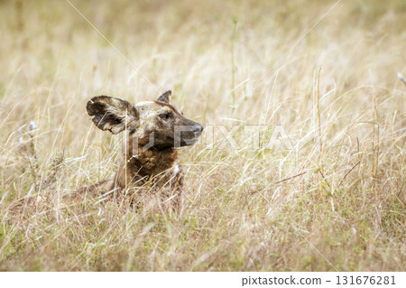African wild dog in Greater Kruger National park, South Africa 131676281