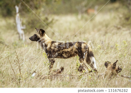 African wild dog in Greater Kruger National park, South Africa 131676282