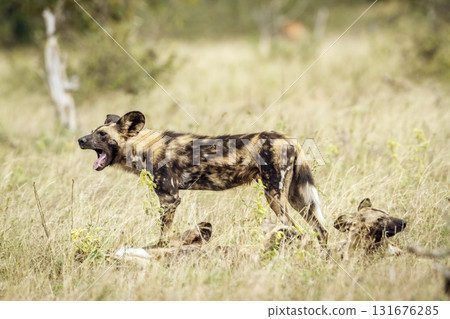 African wild dog in Greater Kruger National park, South Africa African wild dog in Greater Kruger National park, South Africa 131676285