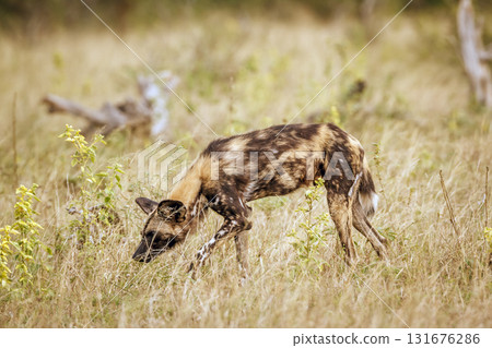 African wild dog in Greater Kruger National park, South Africa African wild dog in Greater Kruger National park, South Africa 131676286