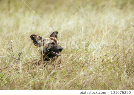 African wild dog in Greater Kruger National park, South Africa 131676290