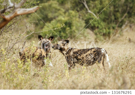 African wild dog in Greater Kruger National park, South Africa 131676291