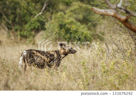 African wild dog in Greater Kruger National park, South Africa 131676292