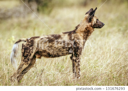 African wild dog in Greater Kruger National park, South Africa African wild dog in Greater Kruger National park, South Africa 131676293