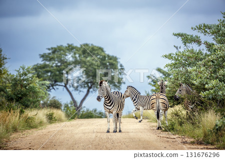 Plains zebra in Kruger National park, South Africa Plains zebra in Kruger National park, South Africa 131676296