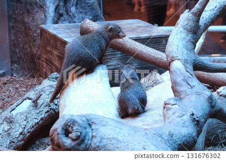 一對侏獴在樹梢上守望 131676302