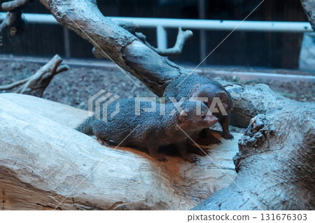 一對侏獴在樹梢上守望 131676303