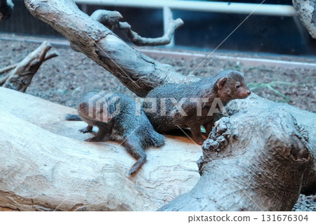 一對侏獴在樹梢上守望 131676304