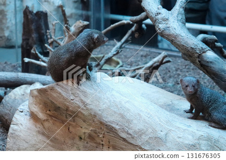 一對侏獴在樹梢上守望 131676305