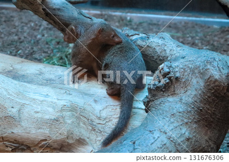 一對侏獴在樹梢上守望 131676306