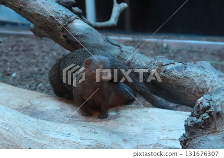 一對侏獴在樹梢上守望 131676307