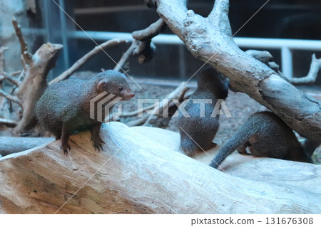 一對侏獴在樹梢上守望 131676308