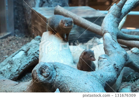 一對侏獴在樹梢上守望 131676309