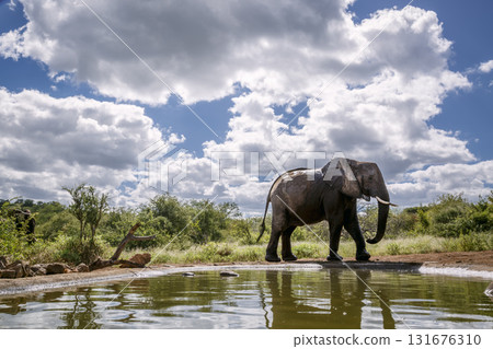African bush elephant in Greater Kruger National park, South Africa 131676310