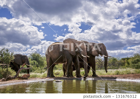 African bush elephant in Greater Kruger National park, South Africa African bush elephant in Greater Kruger National park, South Africa 131676312