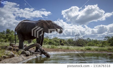 African bush elephant in Greater Kruger National park, South Africa African bush elephant in Greater Kruger National park, South Africa 131676318