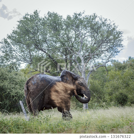 African bush elephant in Greater Kruger National park, South Africa African bush elephant in Greater Kruger National park, South Africa 131676322