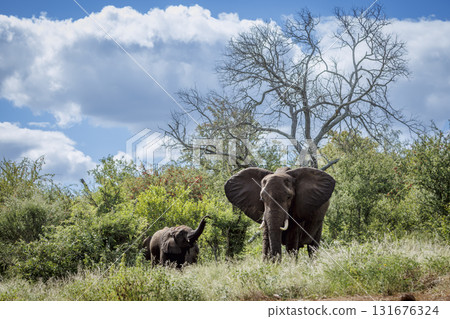 African bush elephant in Greater Kruger National park, South Africa African bush elephant in Greater Kruger National park, South Africa 131676324