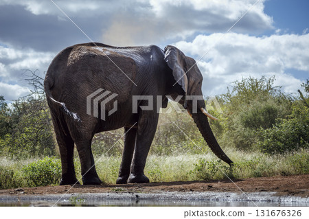 African bush elephant in Greater Kruger National park, South Africa African bush elephant in Greater Kruger National park, South Africa 131676326