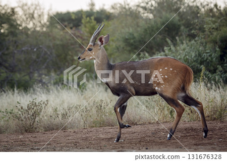 Cape bushbuck in Kruger National park, South Africa 131676328