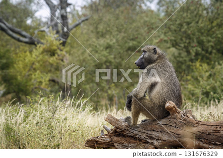 Chacma baboon in Kruger National park, South Africa Chacma baboon in Kruger National park, South Africa 131676329