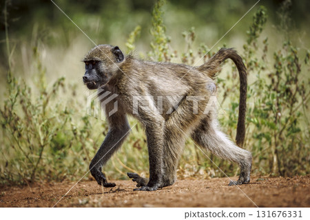Chacma baboon in Kruger National park, South Africa Chacma baboon in Kruger National park, South Africa 131676331