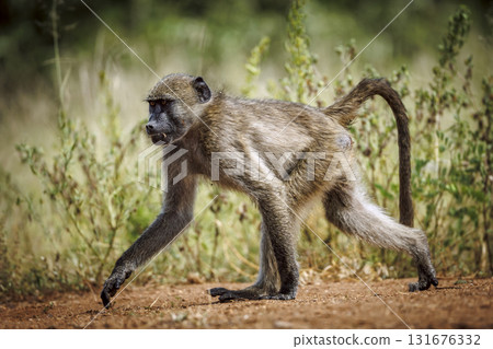 Chacma baboon in Kruger National park, South Africa Chacma baboon in Kruger National park, South Africa 131676332