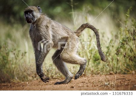 Chacma baboon in Kruger National park, South Africa 131676333