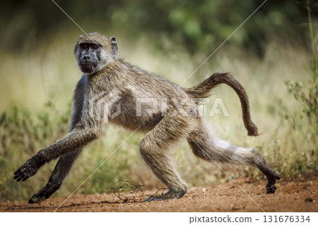 Chacma baboon in Kruger National park, South Africa 131676334