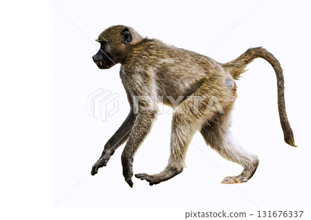 Chacma baboon in Kruger National park, South Africa Chacma baboon in Kruger National park, South Africa 131676337