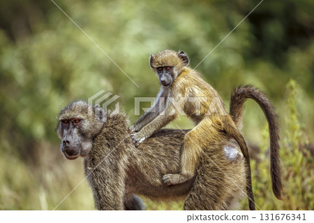 Chacma baboon in Kruger National park, South Africa 131676341