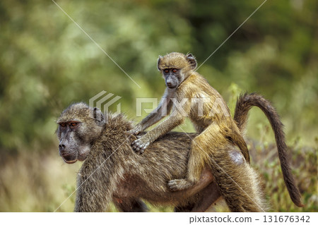 Chacma baboon in Kruger National park, South Africa 131676342