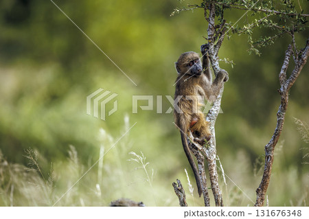 Chacma baboon in Kruger National park, South Africa Chacma baboon in Kruger National park, South Africa 131676348